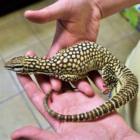 Ackie/spiny tailed monitor (Varanus acanthurus) - ~2' monitor, omnivorous | Reptiles and ...