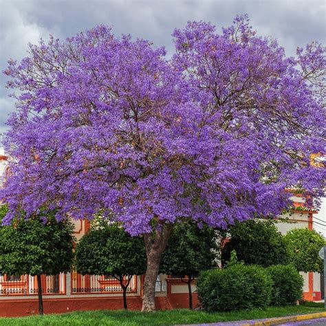 Árboles de flores azules o lilas – El Nou Garden