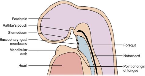 Understand Development of Tooth Stages With Diagrams and Charts