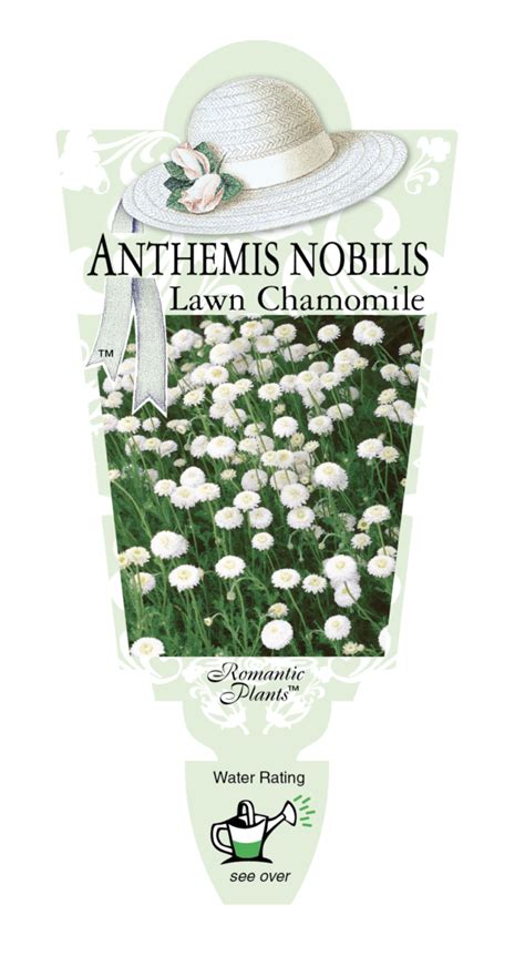 Anthemis nobilis Lawn Chamomile – Renaissance Herbs