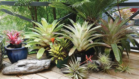 Bromeliads | Mitre 10 Garden Club