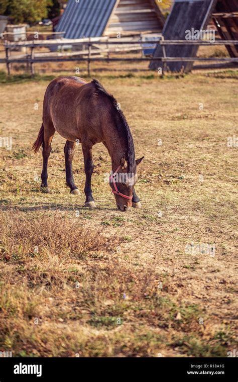 horse farm- beautiful domestic brown horses on farm Stock Photo - Alamy