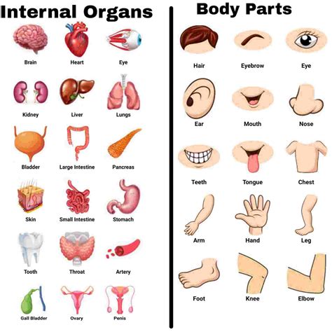 human body parts Archives - Hindi Exam