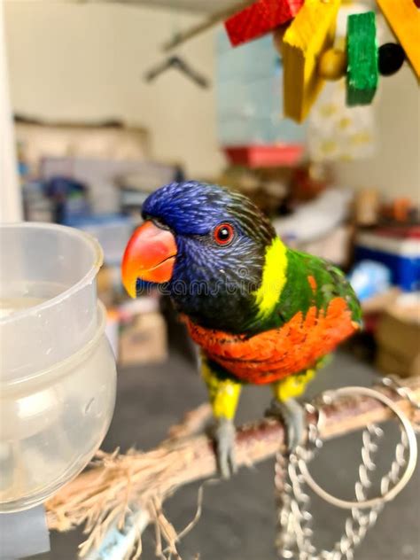 Rainbow Lorikeet Pet Bird Colorful Stock Image - Image of lorikeet ...