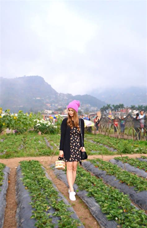 Strawberry picking experience in benguet foods to try in baguio – Artofit