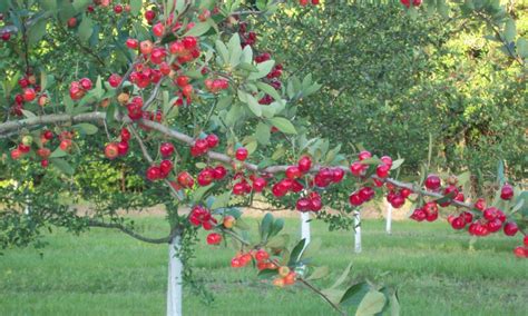 Paul's Mayhaw Orchard | El Dorado, AR | Arkansas.com