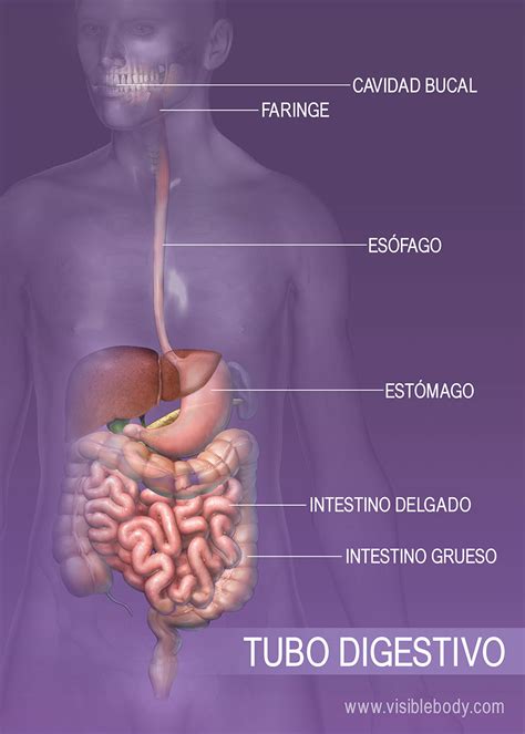 Sistema digestivo | Aprenda anatomía