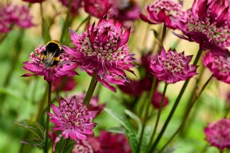 Mastering the Art of Astrantia Gardening: A Guide to Exquisite Varieties - The Grassy Root