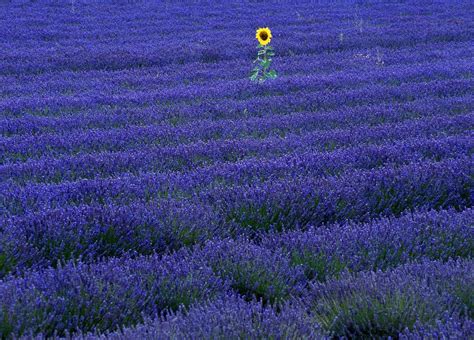 Purple Lavender flower field HD wallpaper | Wallpaper Flare