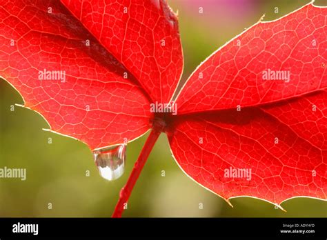 Autumn colors in west-europe Stock Photo - Alamy