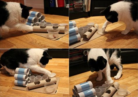 DIY Puzzle Feeder for Cats | Homemade cat toys, Cat diy, Diy cat toys