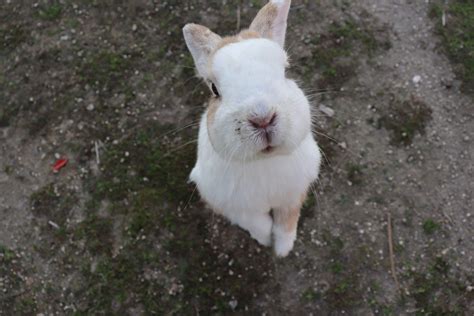 Okunoshima (Rabbit Island) in Japan: The Cutest Place on Earth! ★ I Travel for the Stars - Art ...