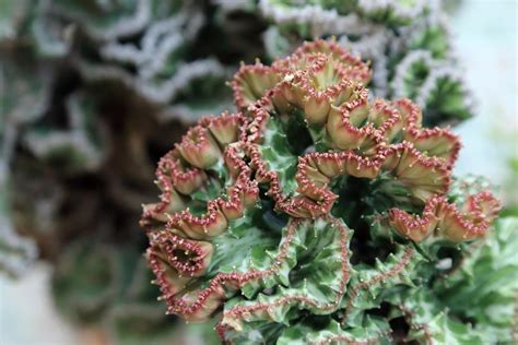 Vital Tips to Grow And Care for a Coral Cactus Plant - Gardenerdy