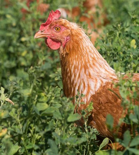 Golden Comet Chicken: Care Guide, Egg Laying and More… | Chickens And More