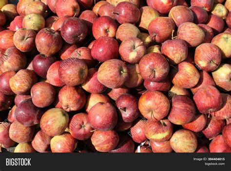 Malus Domestica, Many Image & Photo (Free Trial) | Bigstock