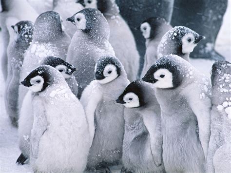 720P, cute, penguins, baby, animals, snow, winter, cute baby penguins HD Wallpaper