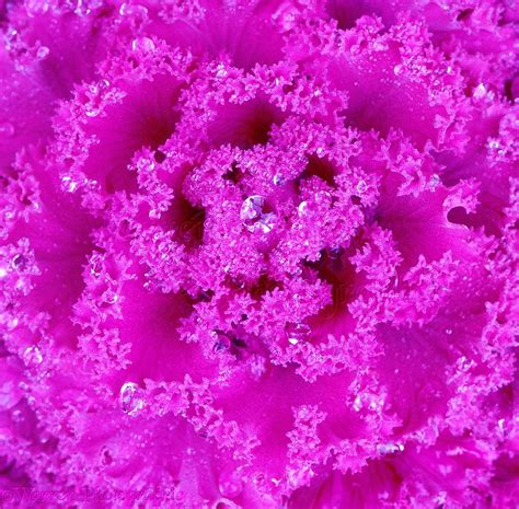 Ornamental Cabbage photo WP01806