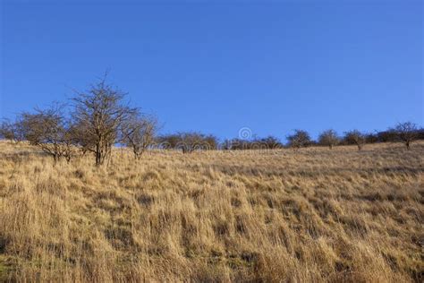 Dry grass landscape stock image. Image of rural, sunny - 36343617