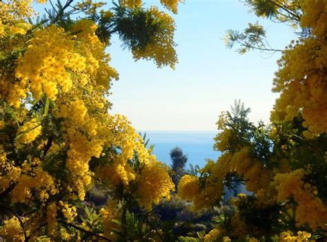 Mimosa Flower Meaning and Symbolism that You Need to Know