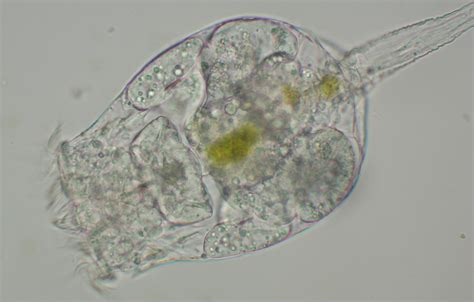 Rotifer Under A Microscope