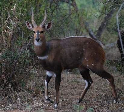 Bushbuck skin hides