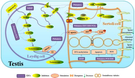 A schematic mechanism on the effects of phthalate esters and... | Download Scientific Diagram