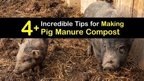 Composting Pig Poop - DIY Pig Manure Fertilizer