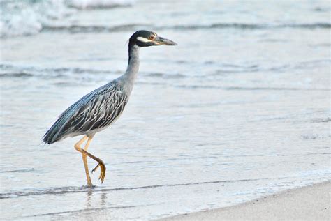 Yellow-Crowned Night Heron