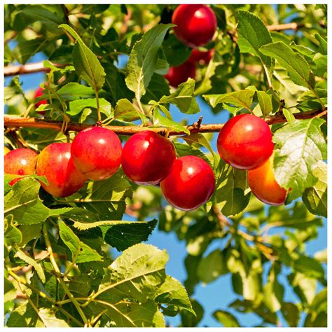 5 Cherry Plum Trees / Prunus Cerasifera / Myrobalan,40-60cm Tall ...