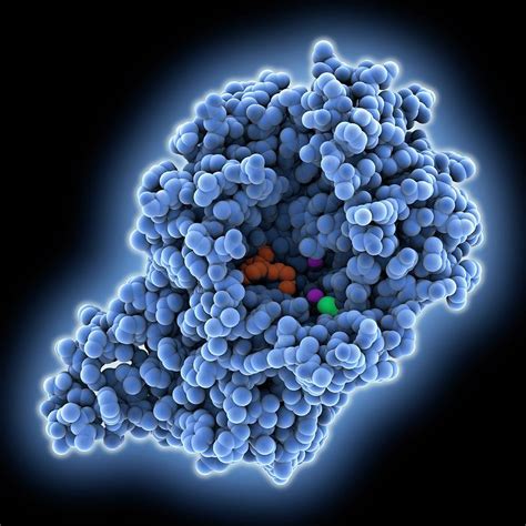 Dopamine Transporter Molecule Photograph by Laguna Design/science Photo Library - Pixels