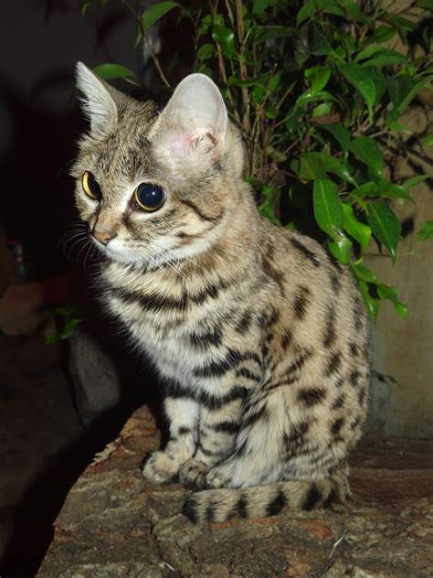 The tiny Black-footed/Small spotted Cat is Africa's smallest true wild cat (it is not just a ...