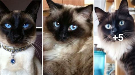 The Enchanting Charm and Distinctive Coat of Black and White Siamese Cats – Hairstyles