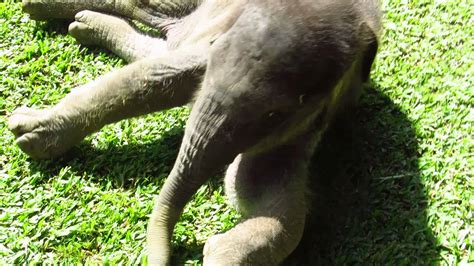 Sleepy Baby Elephant Struggles to Get Up