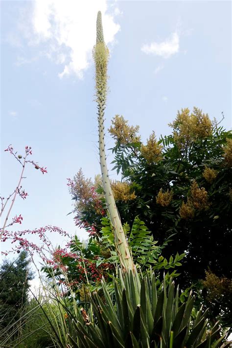 Dallas Arboretum's 20-year-old Victoria Agave plant begins once-in-a ...