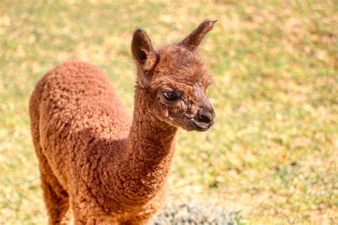 Alpaca Animal Peru - Free photo on Pixabay - Pixabay