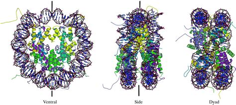 (IUCr) Asymmetries in the nucleosome core particle at 2.5 Å resolution