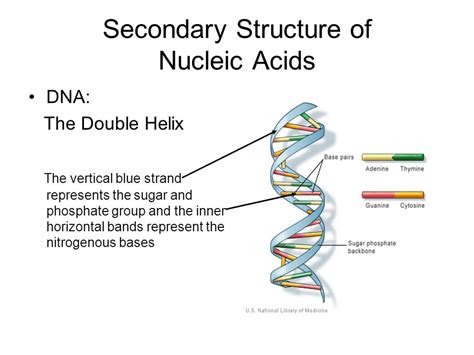 Secondary Structure Of Dna