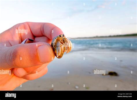 Hermit Crab Paguroidea caught in a northern Mozambique beach Stock Photo - Alamy