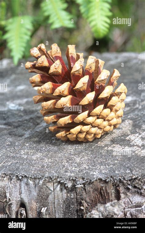 Pine seeds scots pine hi-res stock photography and images - Alamy