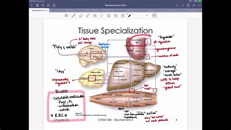 Integrative Metabolism Tissue Specialization, Metabolic Timing, Cori ...