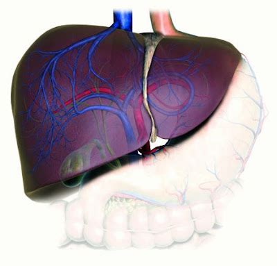 Medic Guide: What is fetor hepaticus?