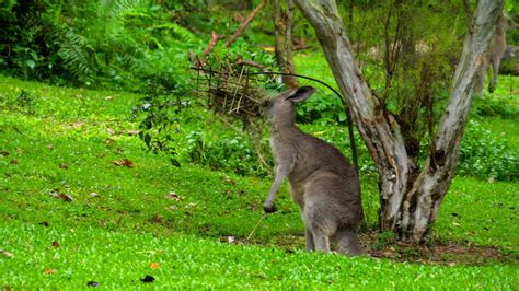 Wild grey kangaroo eating grass on a safari park 8586180 Stock Video at Vecteezy