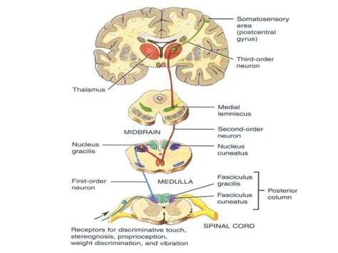 Dorsal column