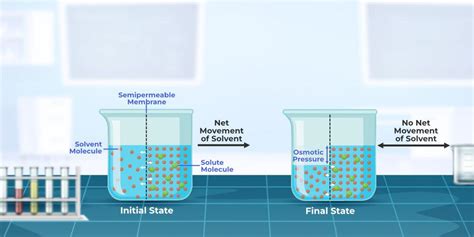 Osmosis - Definition, Osmotic Pressure, Formula, Examples, & FAQs