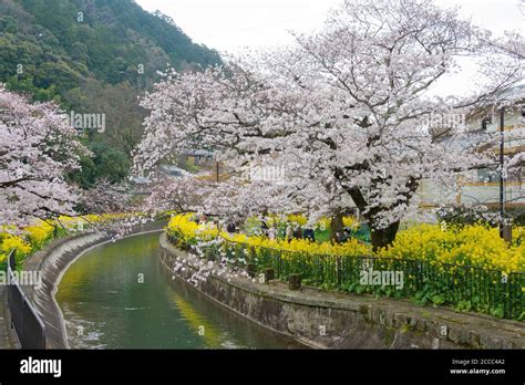 Kyoto, Japan - Cherry blossom at Lake Biwa Canal (Biwako Sosui) in Yamashina, Kyoto, Japan. Lake ...