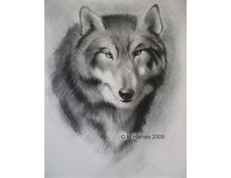 A Step-By-Step Guide of How to Draw a Wolf