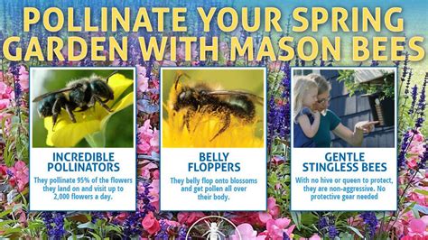 Mason Bees Pollination