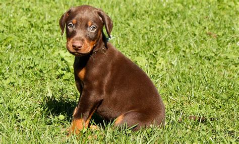 Hintergrundbilder : 1980x1198 px, Dobermann, Hund, Hunde, Pinscher 1980x1198 - goodfon - 1640063 ...