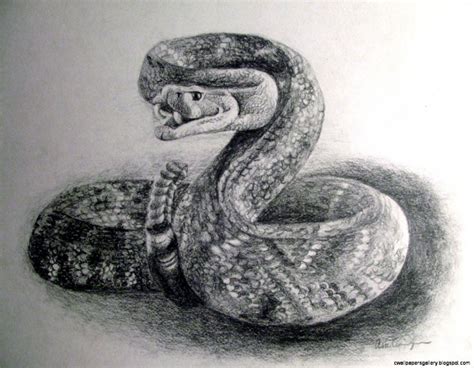 Snake Pencil Sketch at PaintingValley.com | Explore collection of Snake ...