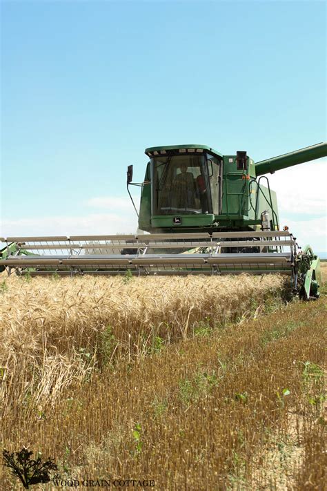 Wheat Harvest - The Wood Grain Cottage